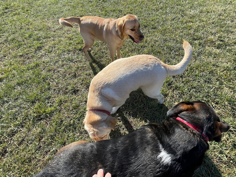 The Fenced-In Dog Park