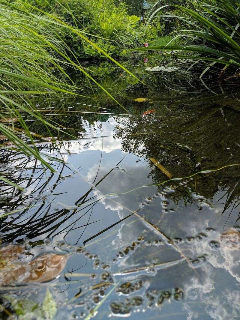 The Fish Pond and Frog Habitat The Fish Pond and Frog Habitat