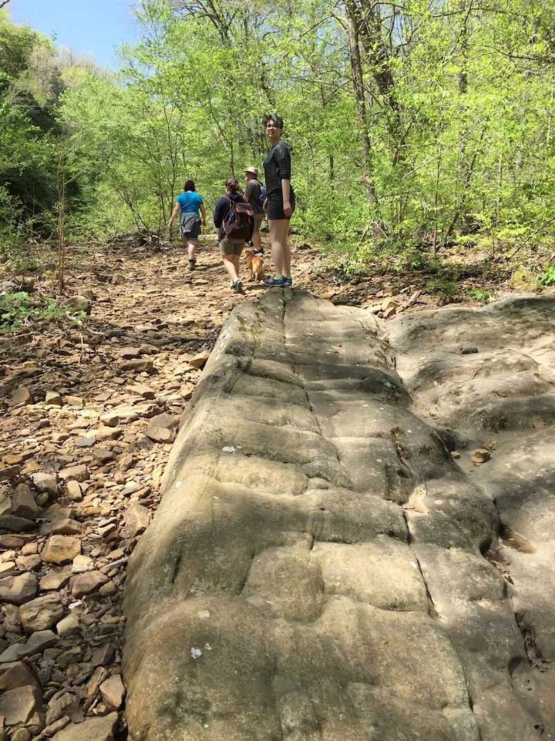 The Forested Canopy: Walking Under a Living Ceiling