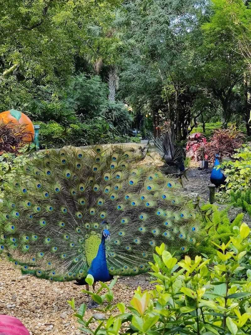The Free-Roaming Peacocks