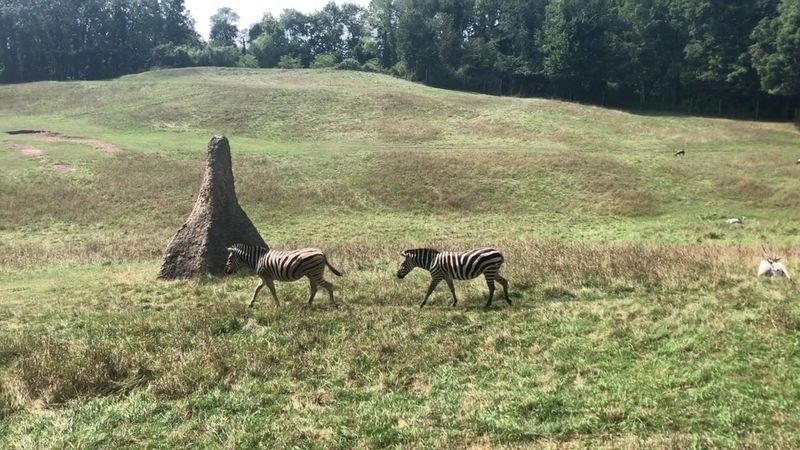 The Free Tram Ride That Takes You on a Mini Safari Adventure