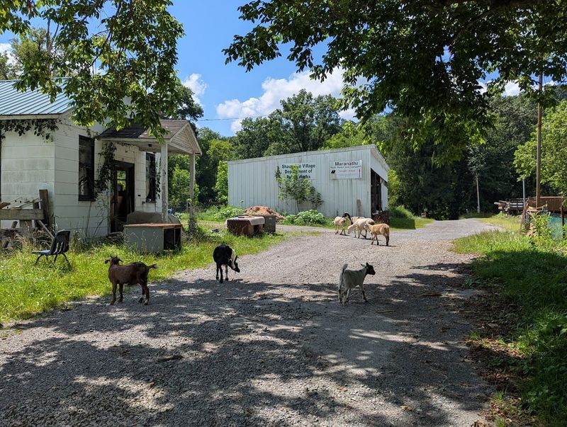 The Friendly Animals Roaming the Property