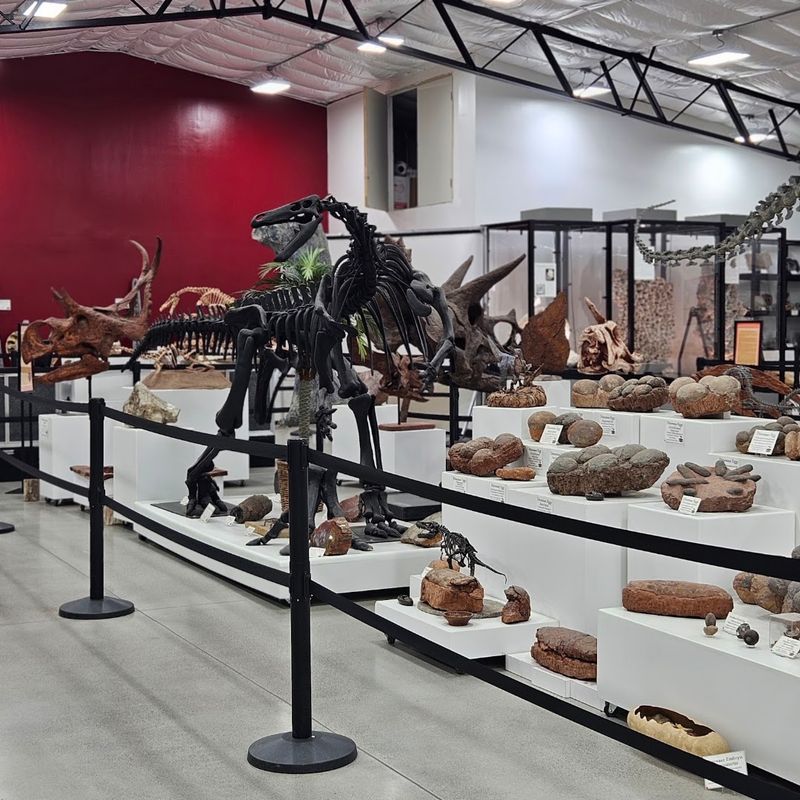 The Gift Shop — Rocks, Fossils, and Dino Toys The Gift Shop — Rocks, Fossils, and Dino Toys