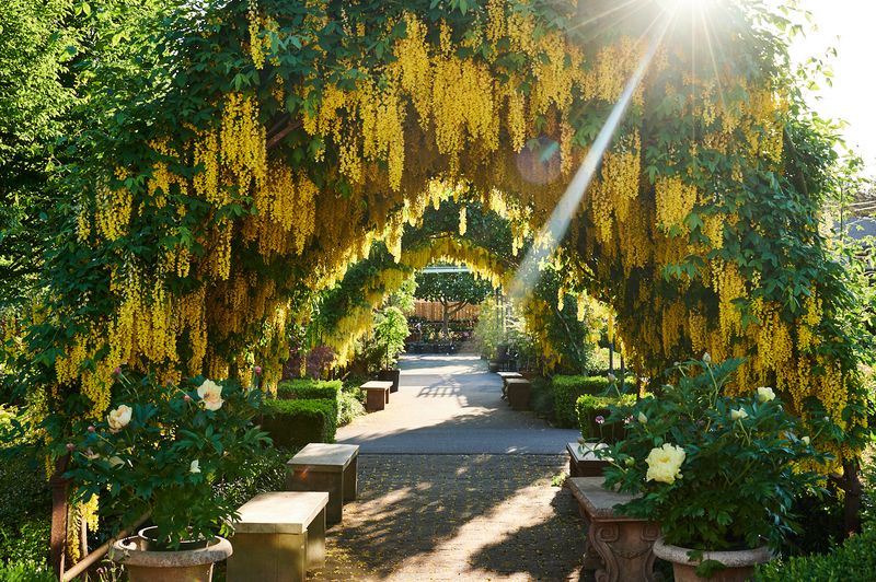 The Golden Chain Tree Tunnel The Golden Chain Tree Tunnel