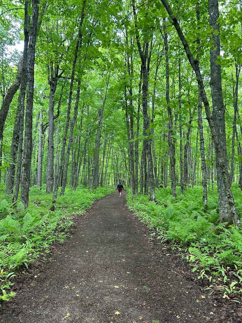 The Half-Mile Forested Trail to the Falls The Half-Mile Forested Trail to the Falls