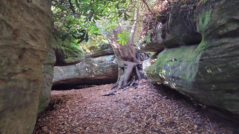 The Hidden Rhododendron Canopy That Guards the Maze