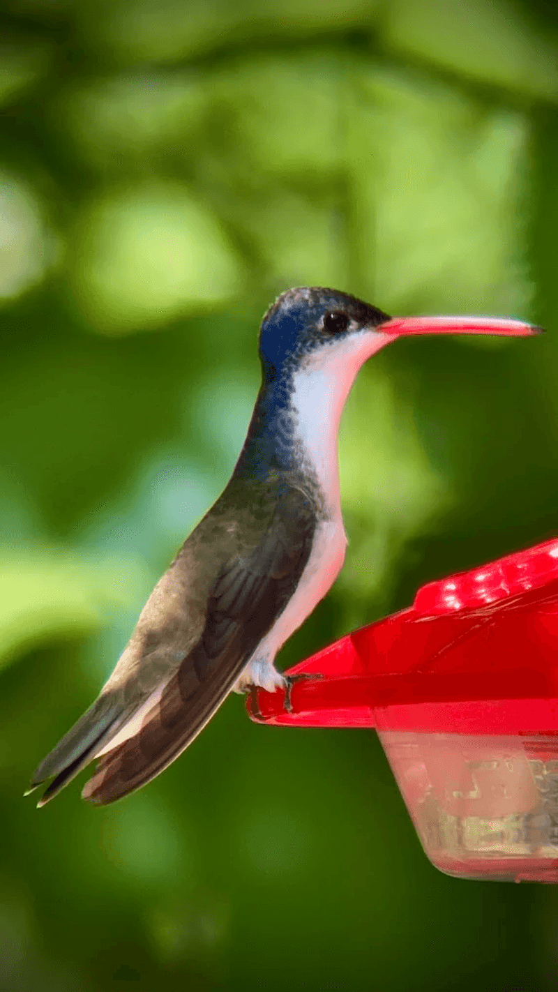 The Hummingbird Capital Title — What It Really Means The Hummingbird Capital Title — What It Really Means