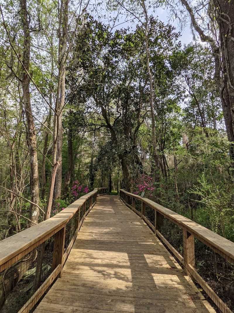 The Iconic Boardwalk Through The Swamp