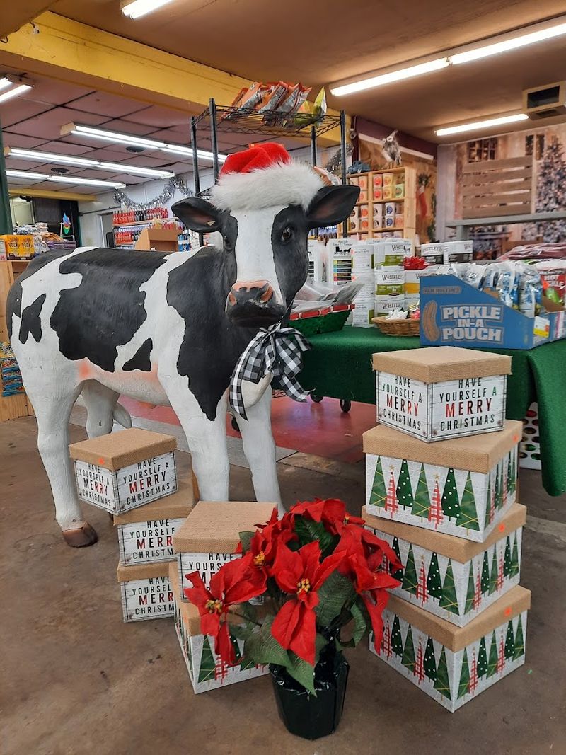 The Iconic Giant Cow That Greets Every Visitor