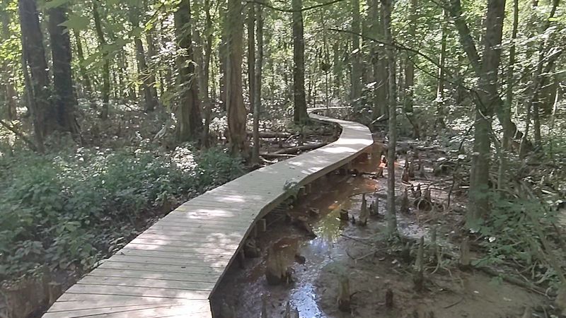 The Iconic Raised Boardwalk Trail The Iconic Raised Boardwalk Trail