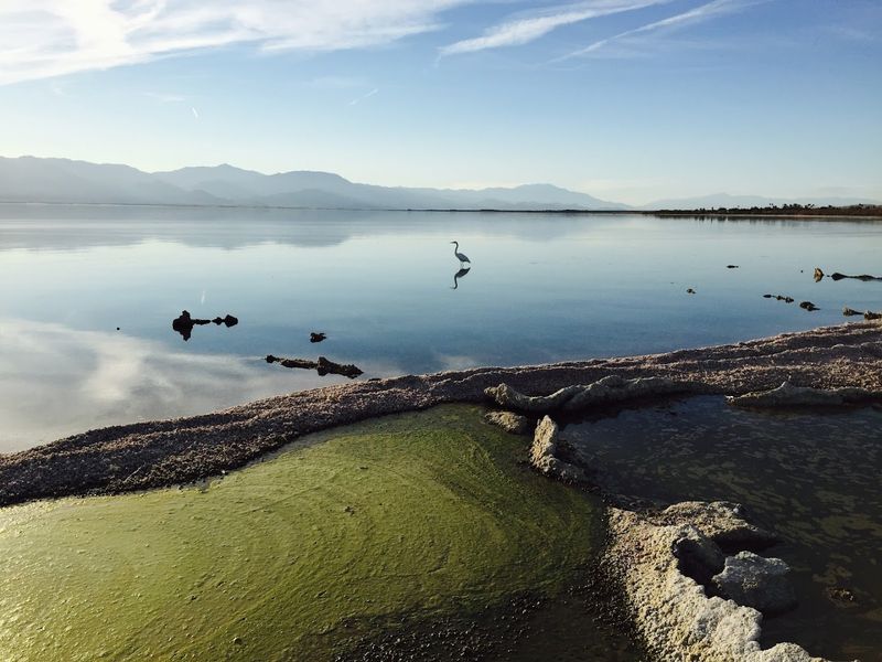 The Incredible Birdlife That Still Thrives Here