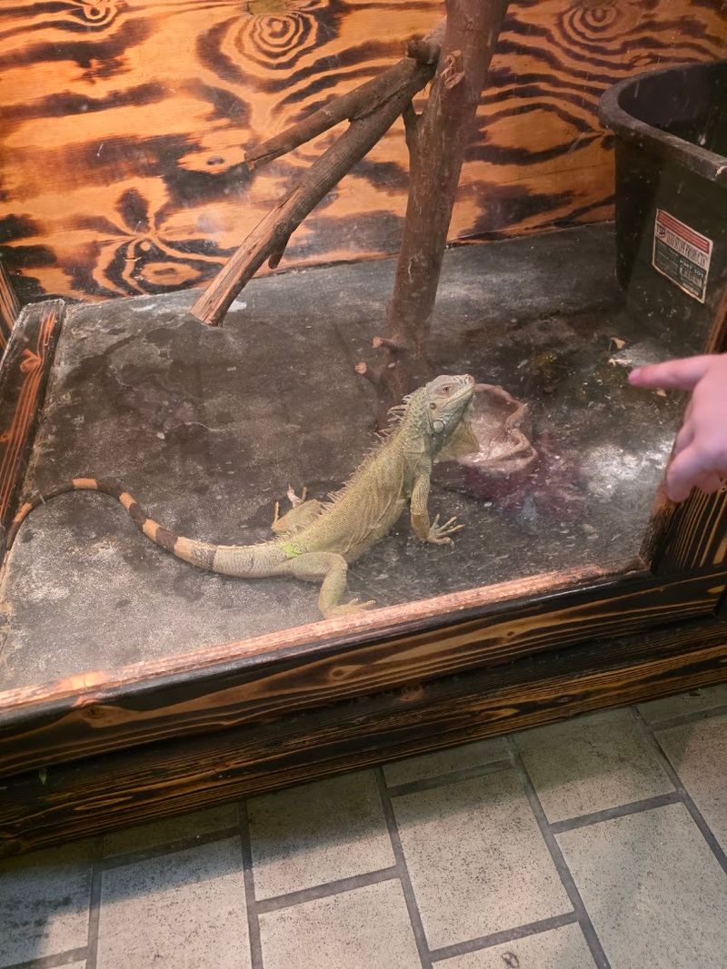 The Interactive Reptile House