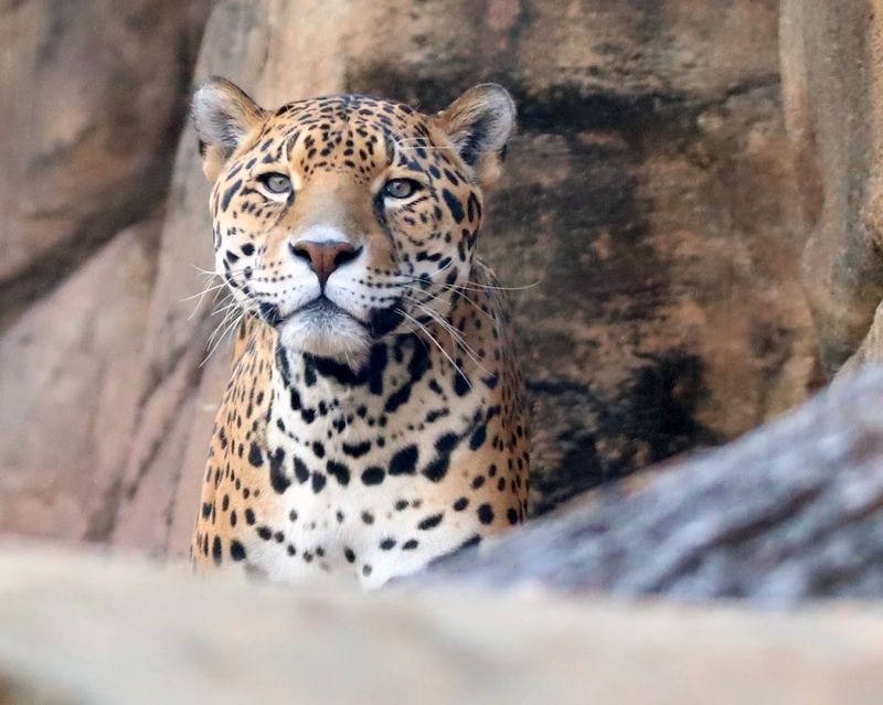 The Jaguar Exhibit: Trail of the Jaguar