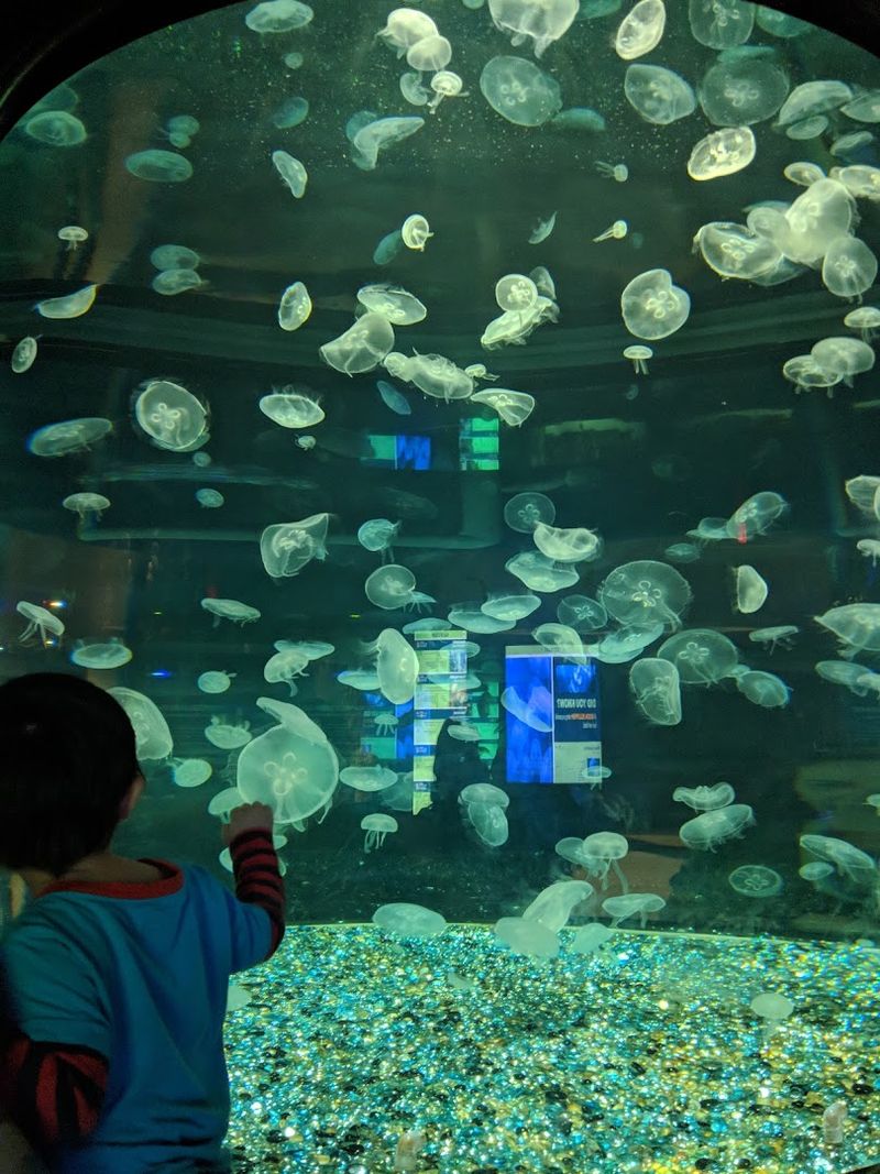 The Jaw-Dropping Jellyfish Exhibit
