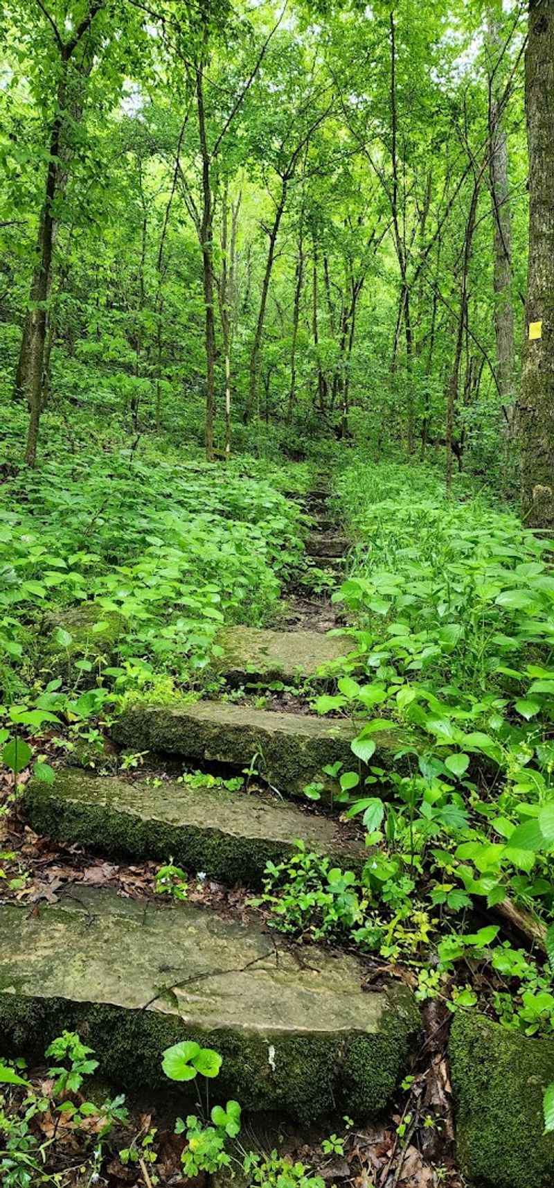 The Legendary 1,000 Steps Trail