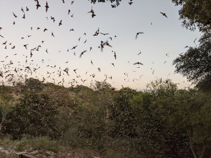 The Legendary Bat Emergence That Stops You in Your Tracks
