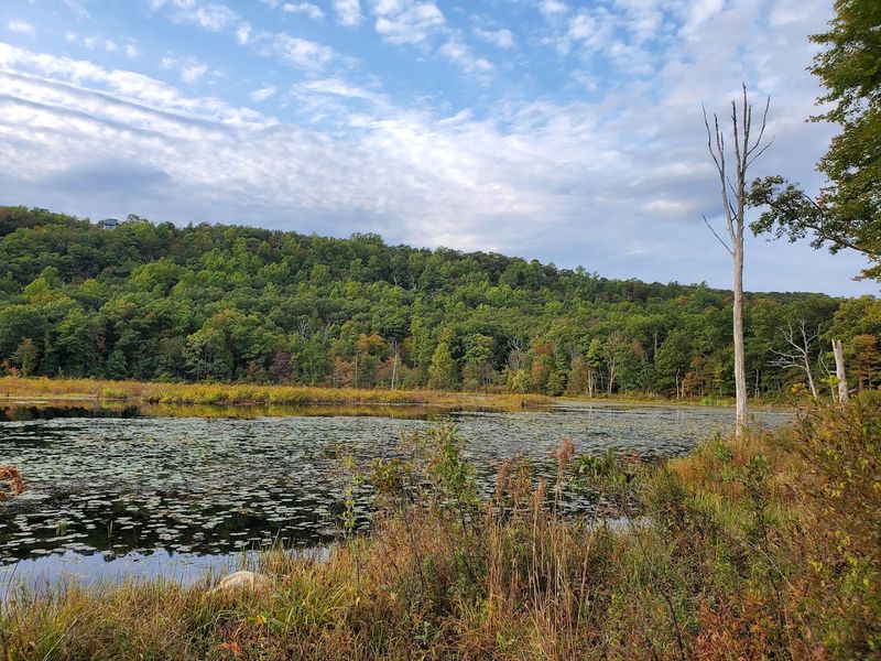 The Legendary Beaver Dam You Have to See The Legendary Beaver Dam You Have to See
