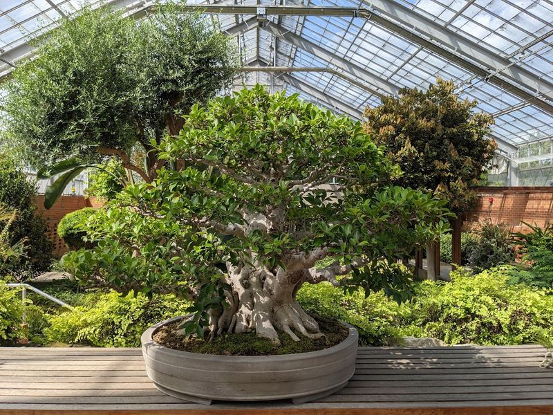 The Legendary Bonsai Collection That Will Leave You Speechless