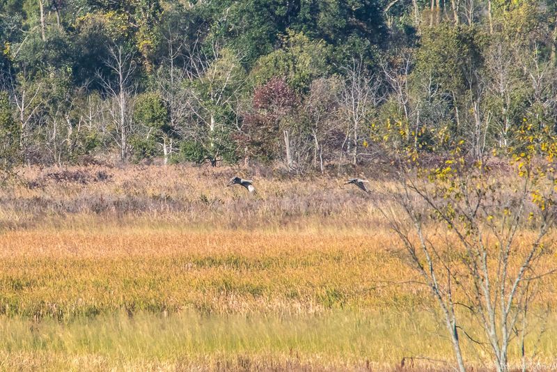 The Legendary Sandhill Crane Spectacle The Legendary Sandhill Crane Spectacle