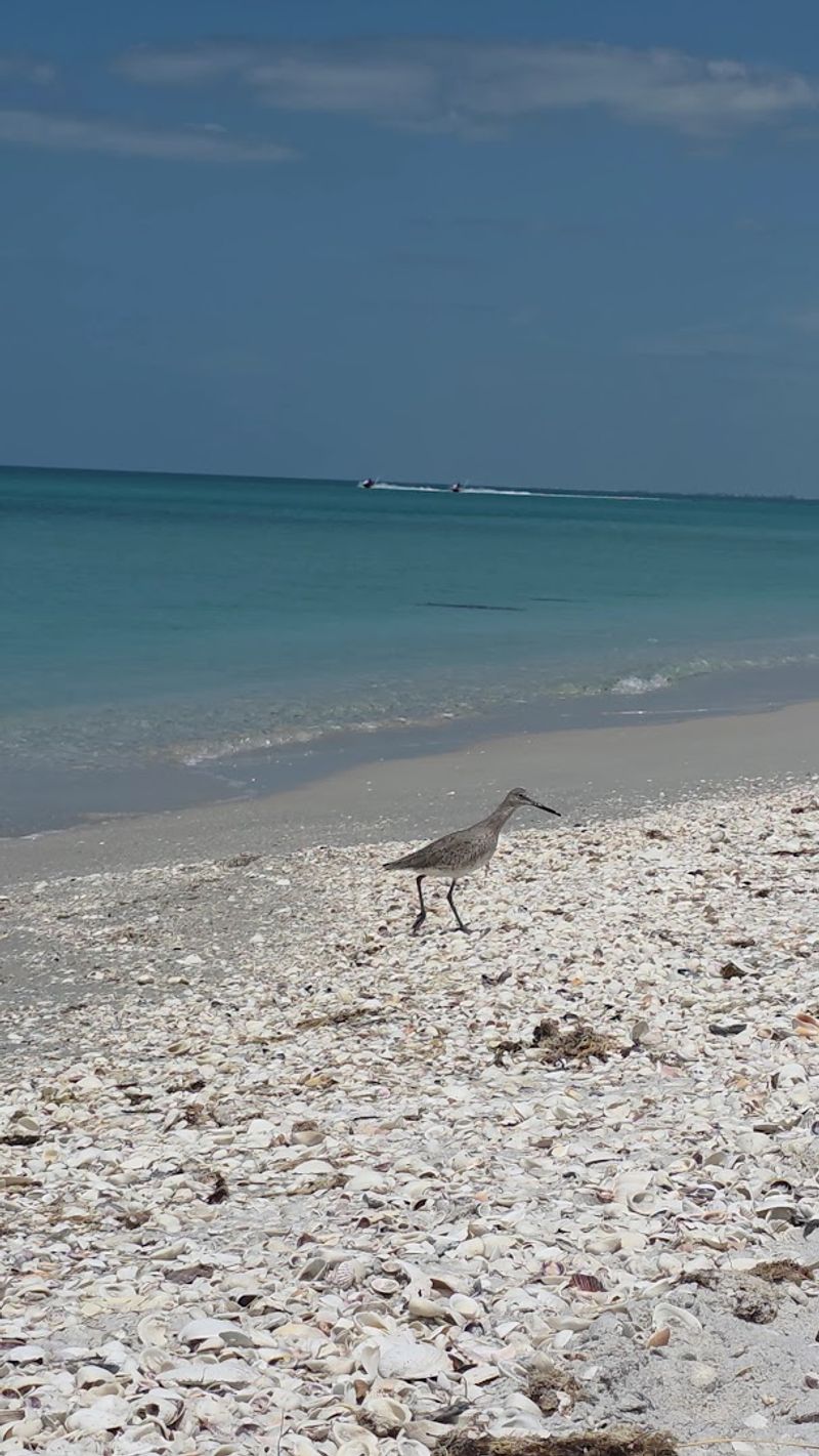 The Legendary Shell-Covered Shoreline