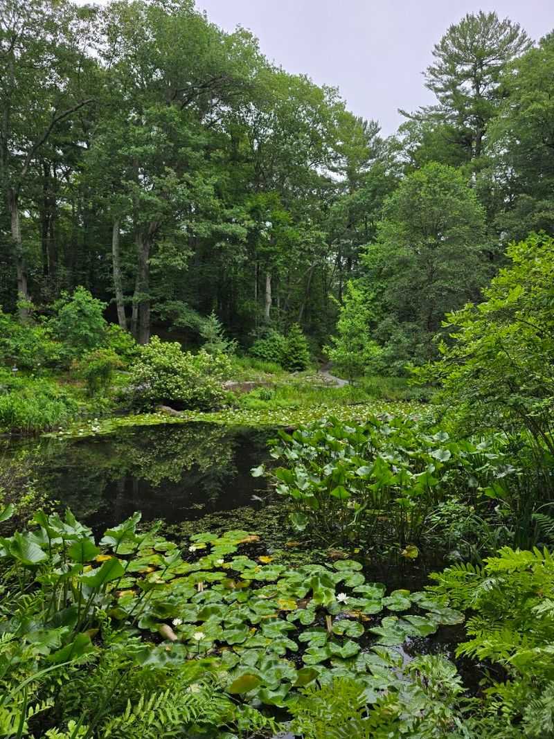 The Lily Pond: A Quiet Spot Teeming With Wildlife The Lily Pond: A Quiet Spot Teeming With Wildlife