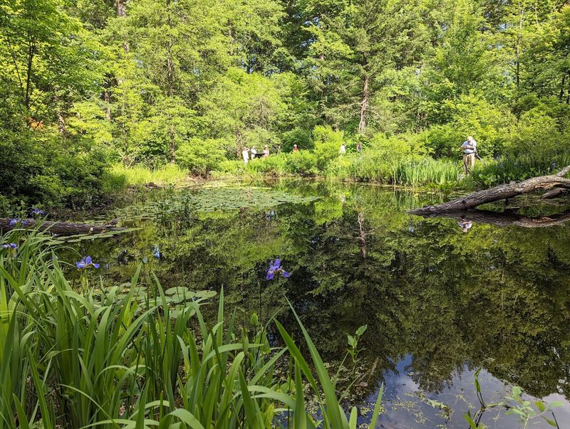 The Lily Pond: Turtles, Frogs, and Pure Serenity