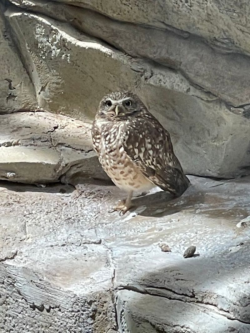 The Live Bird Show