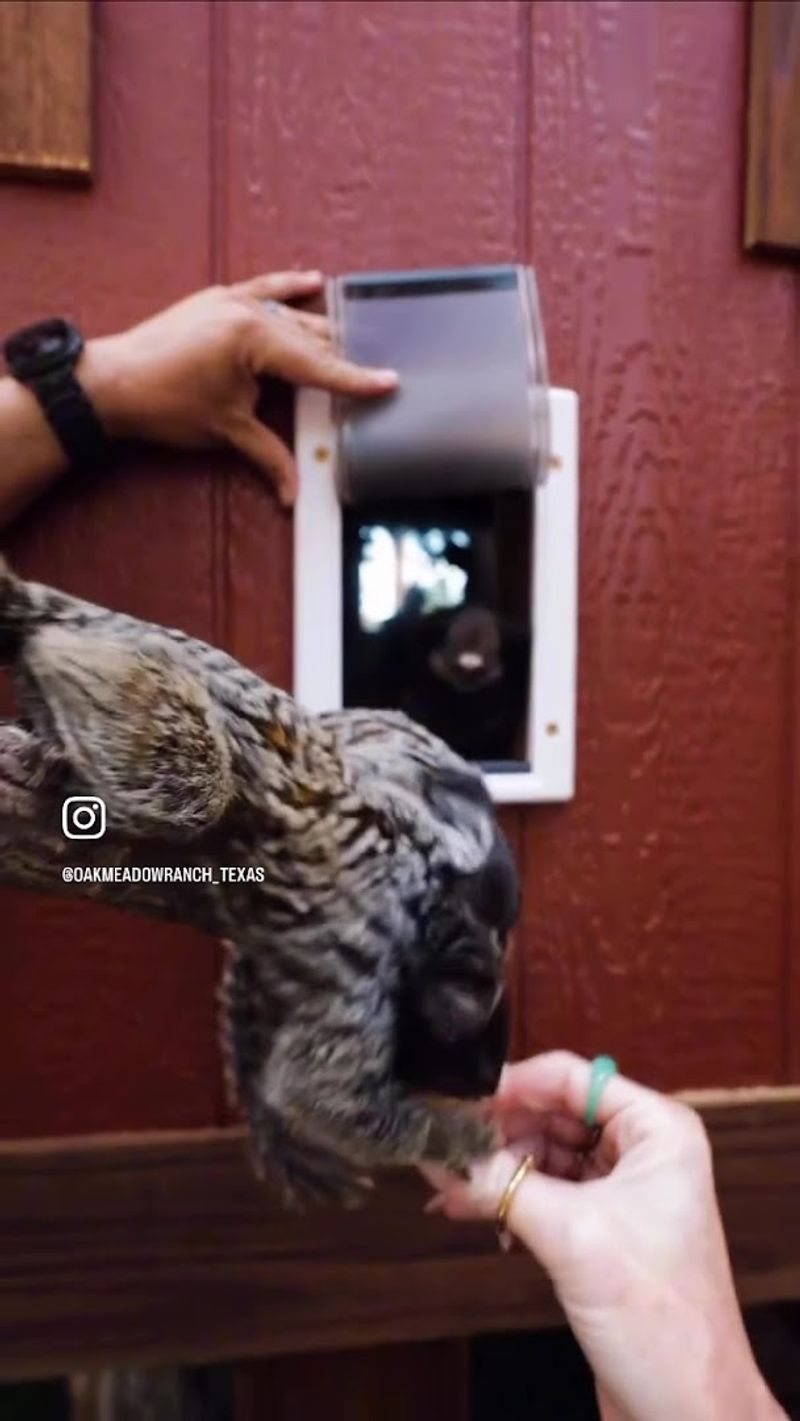 The Magical Sloth Encounter With Sir Winston