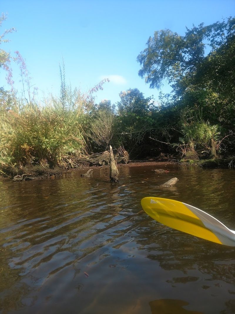 The Magnolia River: A Waterway Like No Other The Magnolia River: A Waterway Like No Other