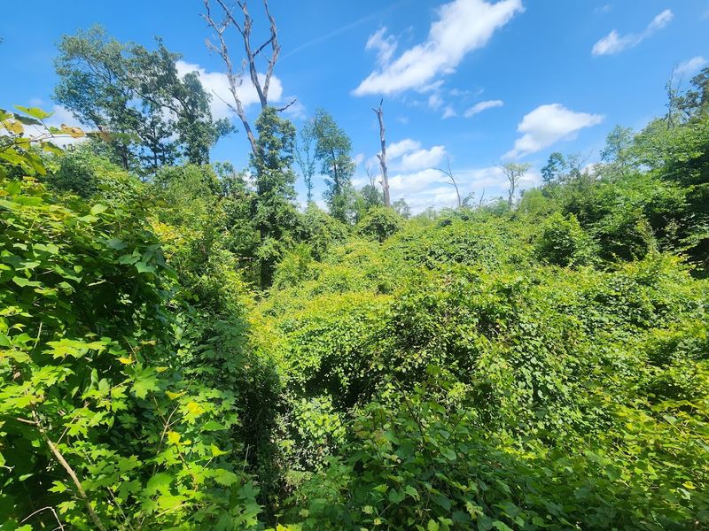 The Magnolia Trail: Wild, Untamed, and Beautiful