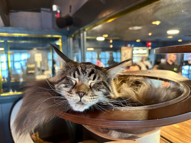 The Maine Coon Cats That Stole Everyone's Hearts The Maine Coon Cats That Stole Everyone's Hearts