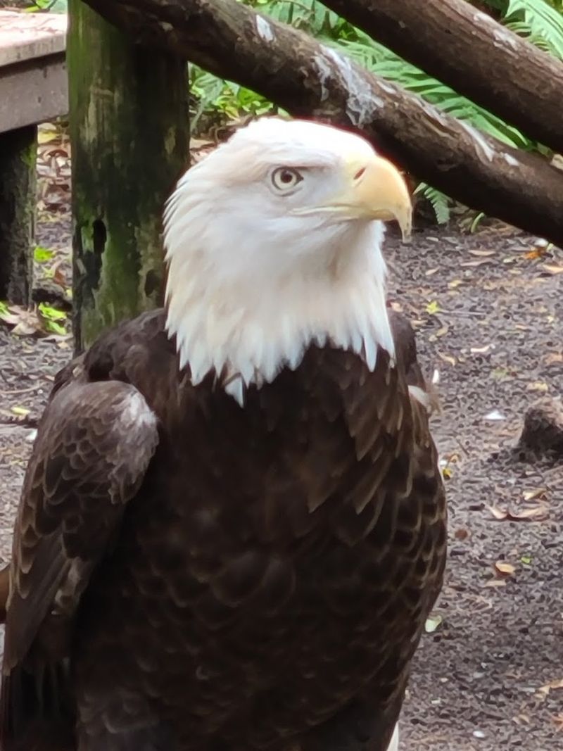 The Majestic American Bald Eagle Exhibit
