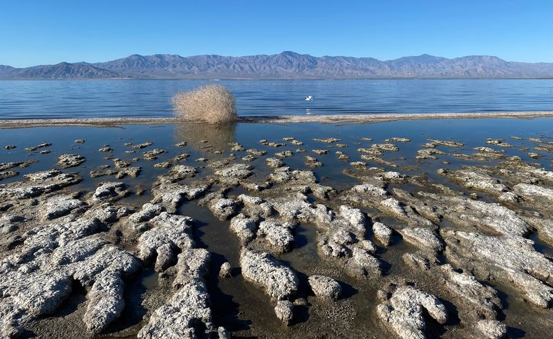The Mass Fish Die-Offs That Built the Bone Beach