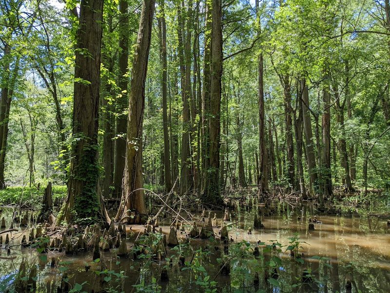 The Northernmost Bald Cypress Grove in the Country The Northernmost Bald Cypress Grove in the Country
