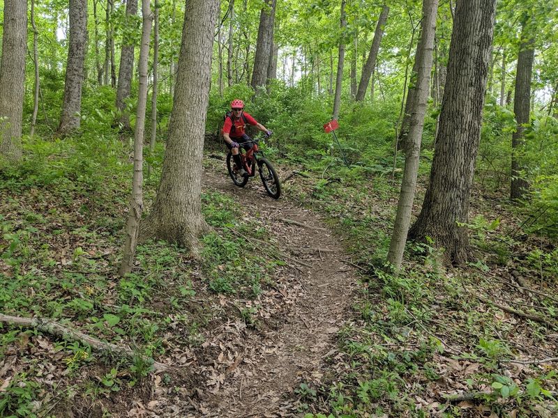 The Old-Growth Forest: One of Ohio's True Natural Wonders