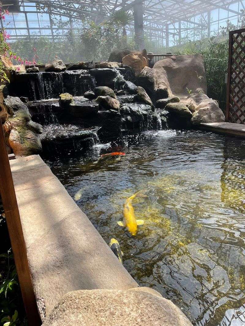 The Peaceful Koi Pond