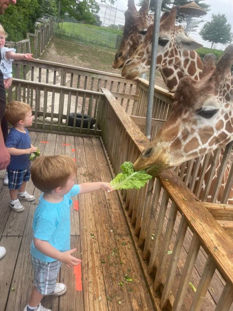 The Petting Zoo and Farm Animal Area