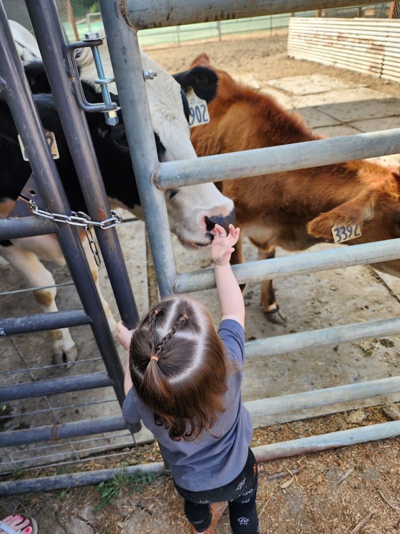 The Petting Zoo and Farm Animals Add So Much Character
