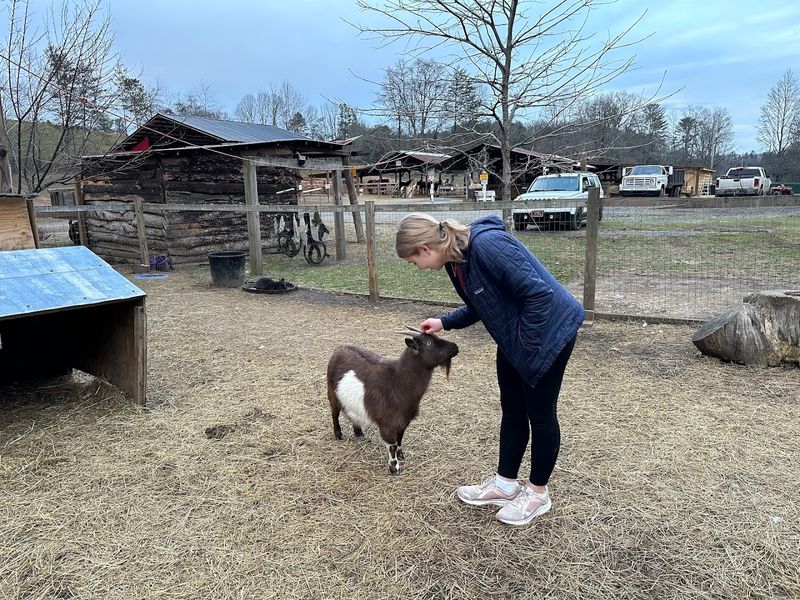 The Petting Zoo and Farm Animals That Steal the Show
