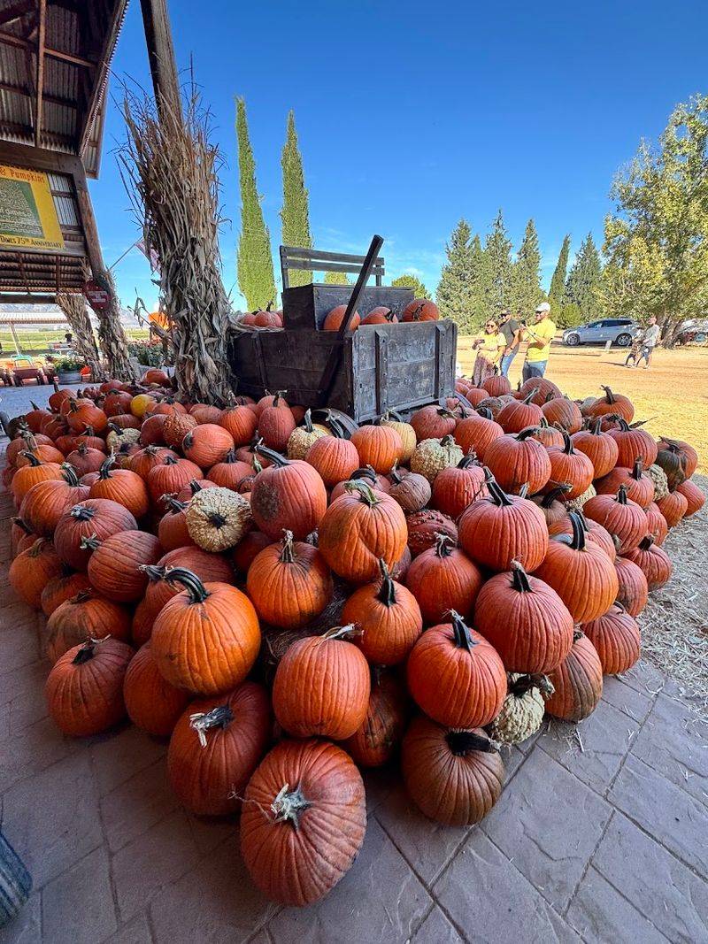 The Pumpkin Patch and Corn Maze for Fall Fun