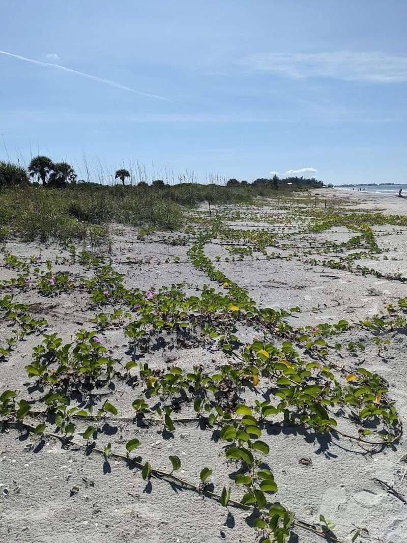 The Railroad Vine Flowers Blooming Across the Sand The Railroad Vine Flowers Blooming Across the Sand