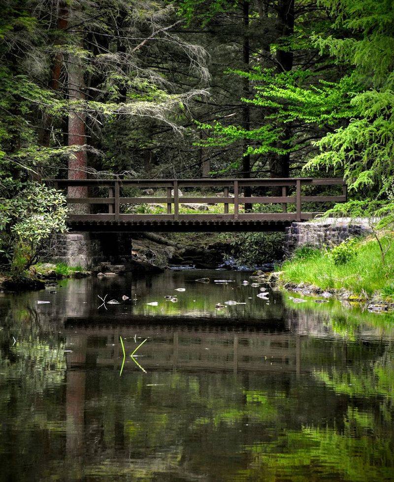 The Rapid Run Nature Trail and Its Shrouded Forest