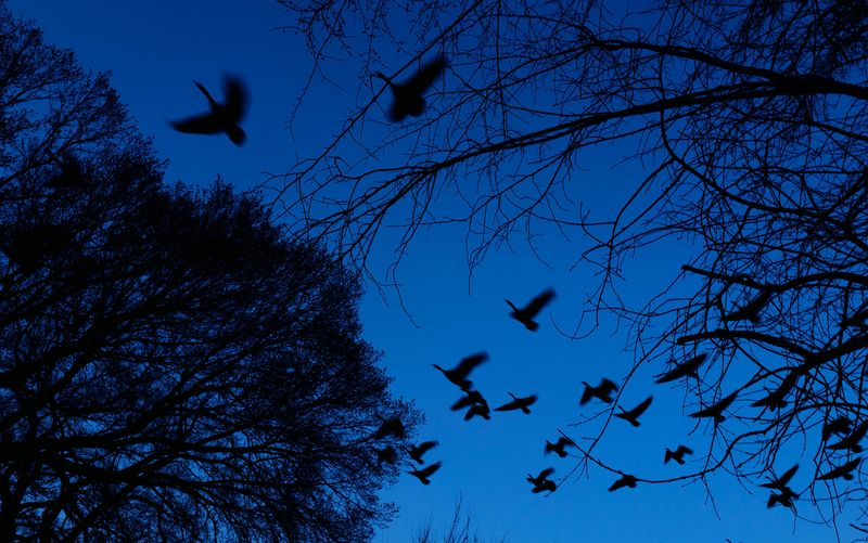 The Rare Gift of Actually Hearing Silence