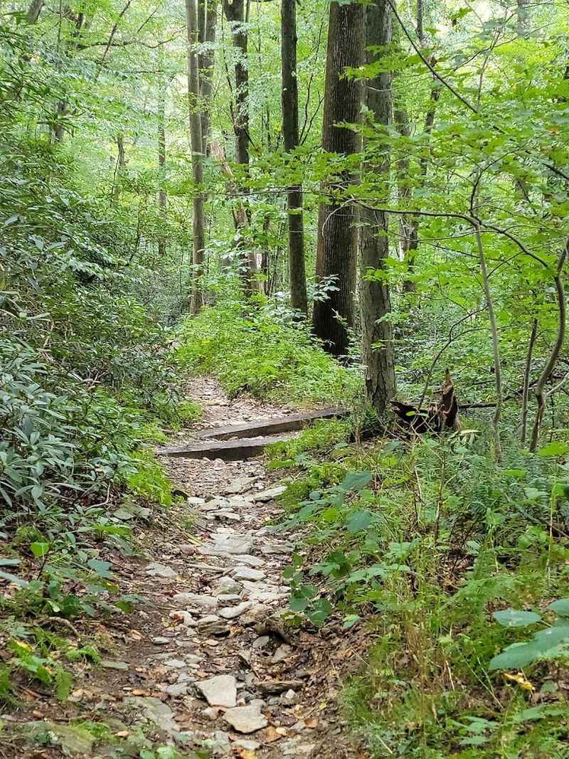 The Rhododendron Trail: A Wildly Beautiful Hidden Gem The Rhododendron Trail: A Wildly Beautiful Hidden Gem
