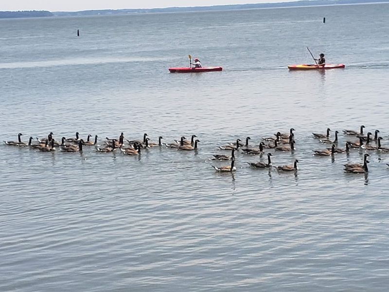 The Role of the Chesapeake Bay in Shaping Decoy Culture