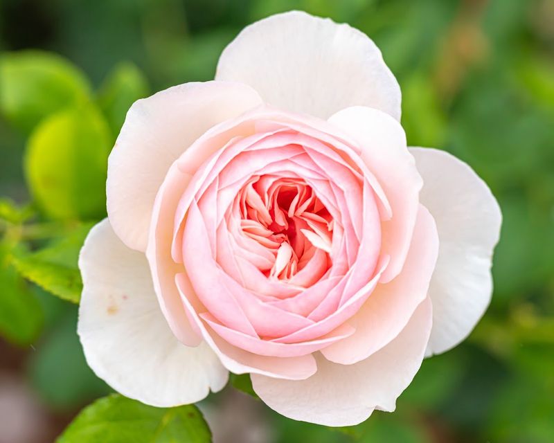 The Rose Garden in Full Bloom