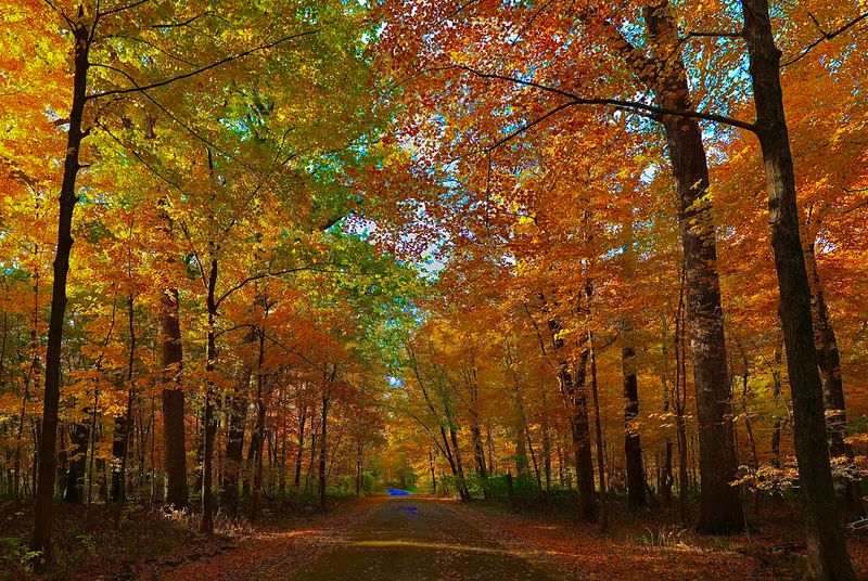 The Scenic Drive Through Thick Wooded Canopy