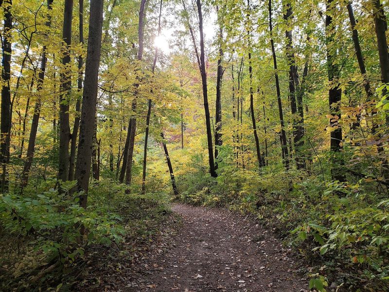 The Scenic Hiking Trails That Feel Like A Forest Escape
