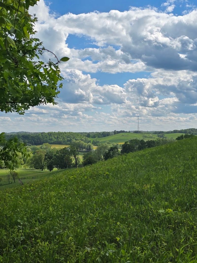 The Scenic Meadow and Cattle Farm Along the Trail