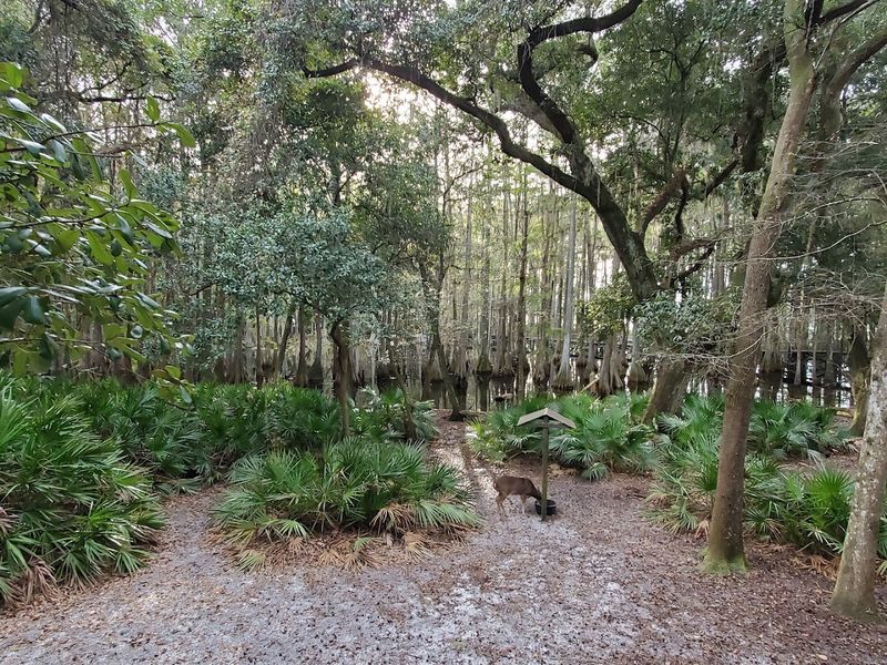 The Shaded Nature Trails
